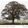 A Place in the Country, Cover